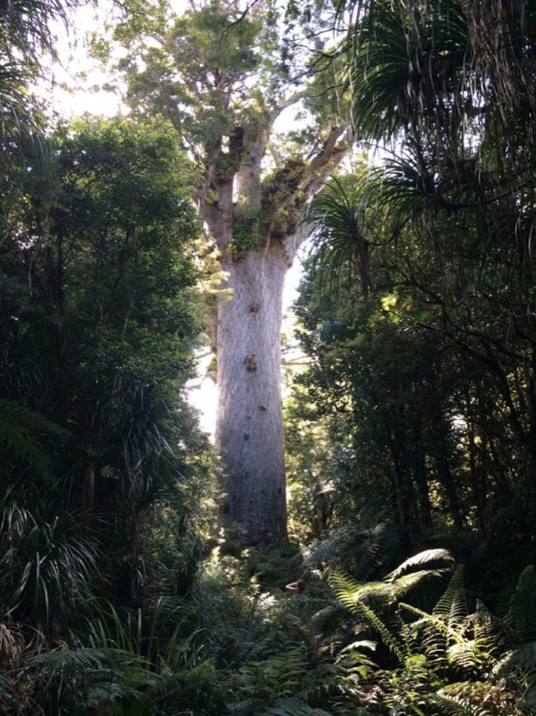kauri_tane_mahuta